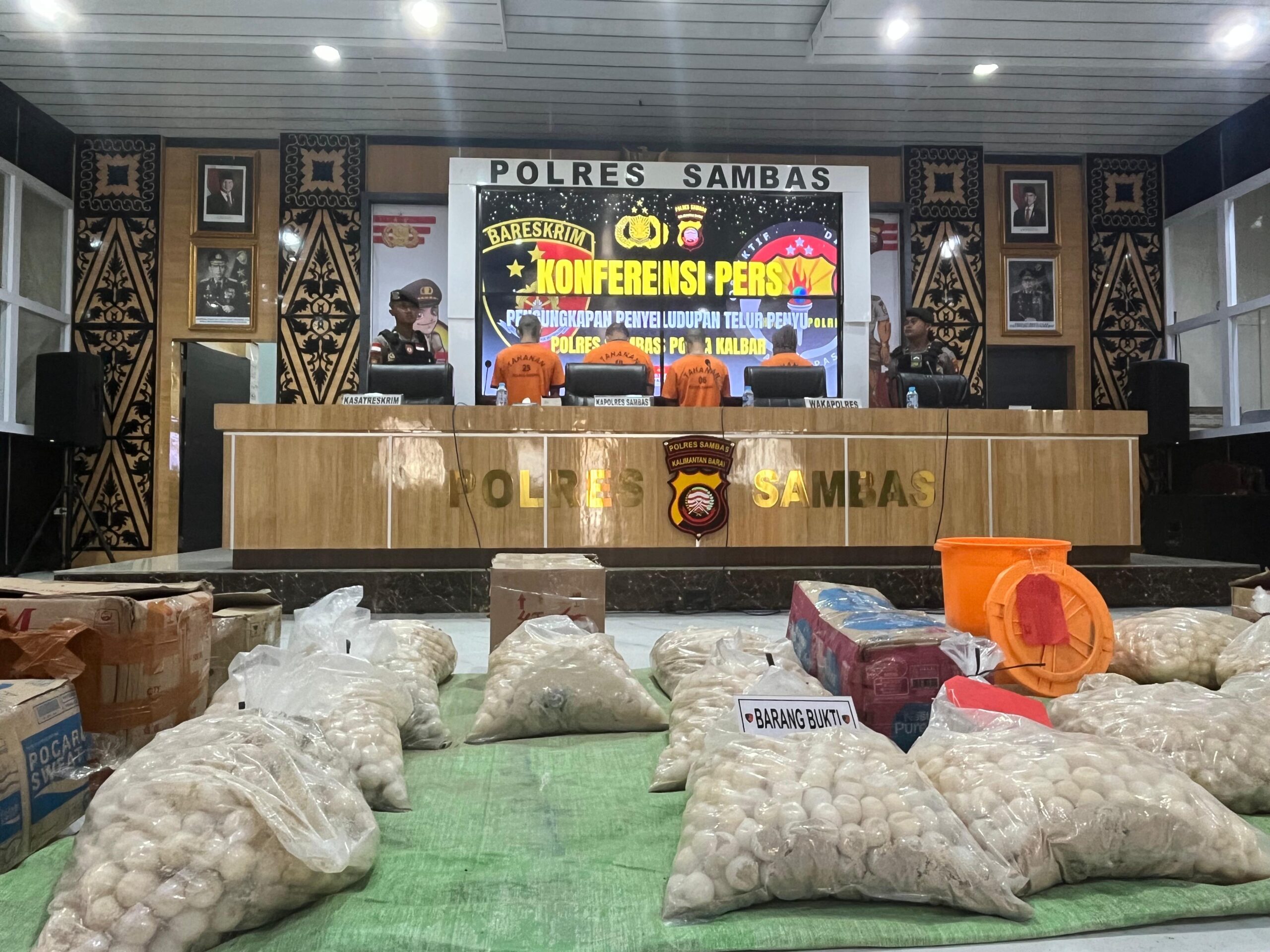 7.000 Telur Penyu Gagal Diselundupkan, Polres Sambas Tangkap 4 Tersangka