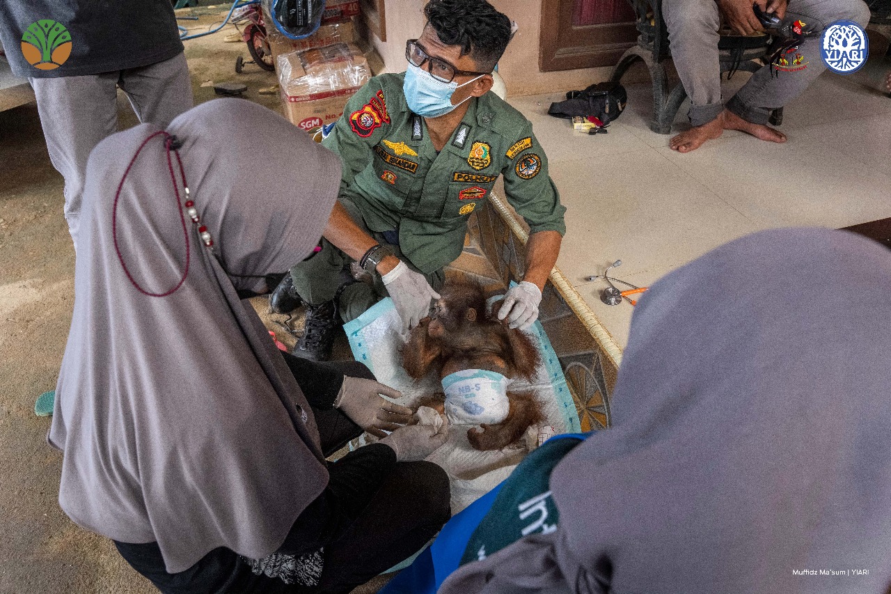 Bayi Orangutan Korban Pemeliharaan Ilegal Diselamatkan dari Lokasi PETI