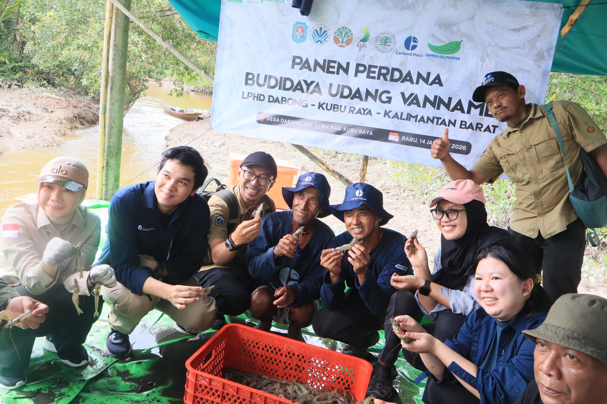 Budidaya Udang Vaname Berbasis Silvofishery Berhasil di Desa Dabong