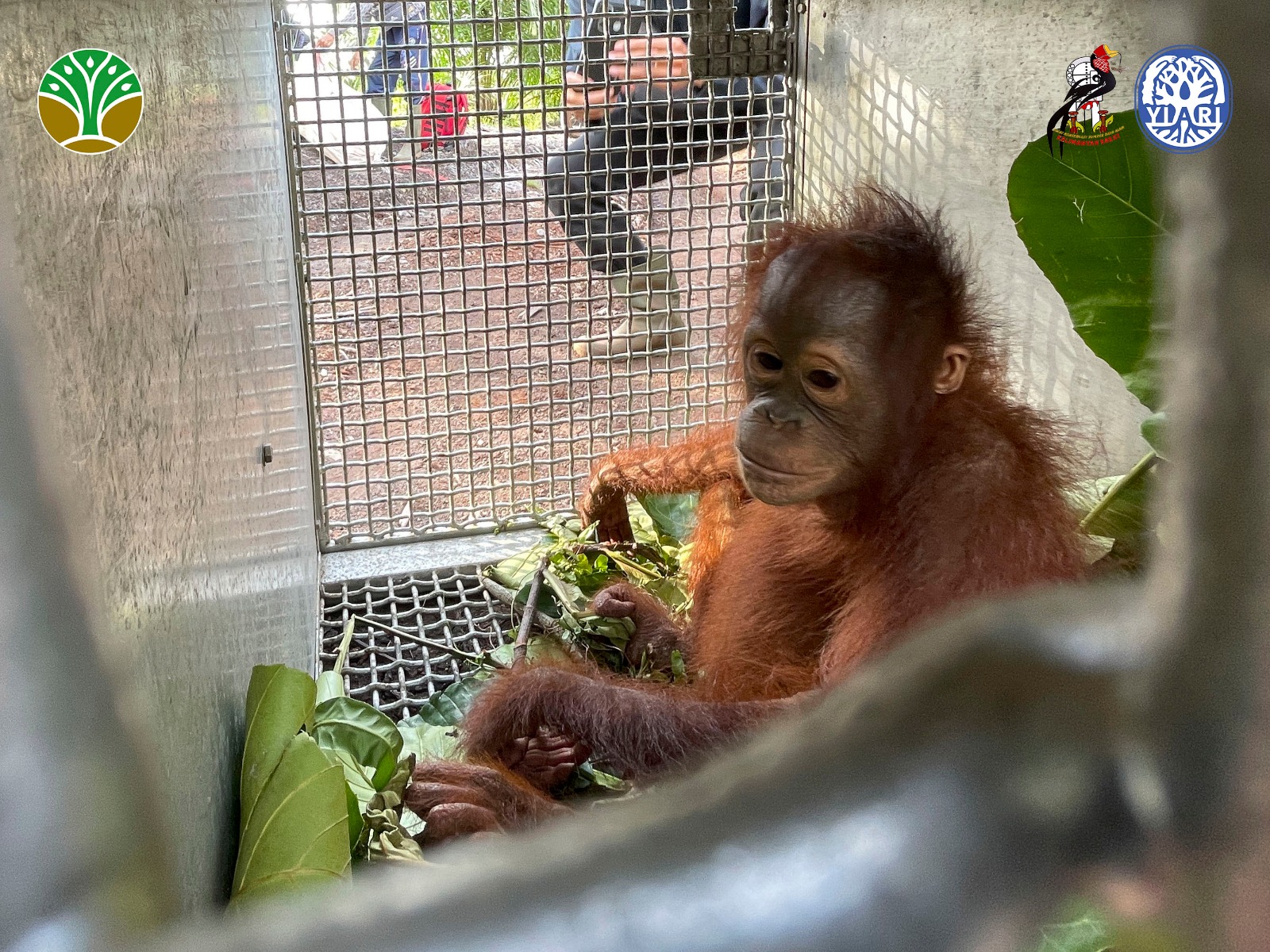 Bayi Orangutan Tanpa Induk Ditemukan di Kebun Sawit Warga