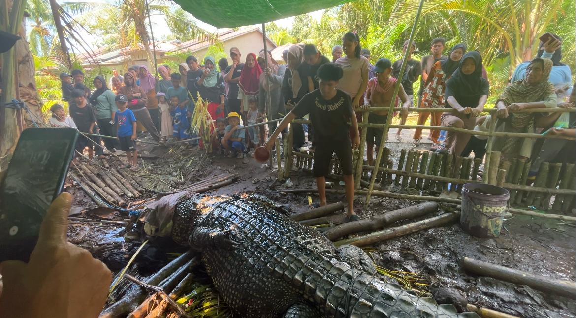Buaya Raksasa 5 Meter Ditangkap Warga di Sambas, Dievakuasi Menunggu Penanganan BPSPL Kalbar