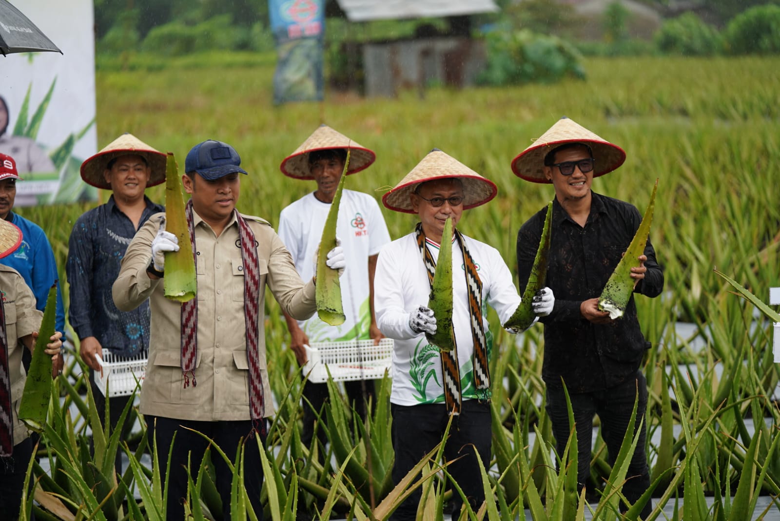Wamentan Panen Lidah Buaya di Pontianak, Edi Kamtono Pastikan Pontianak Utara Tetap Jadi Sentra Hortikultura
