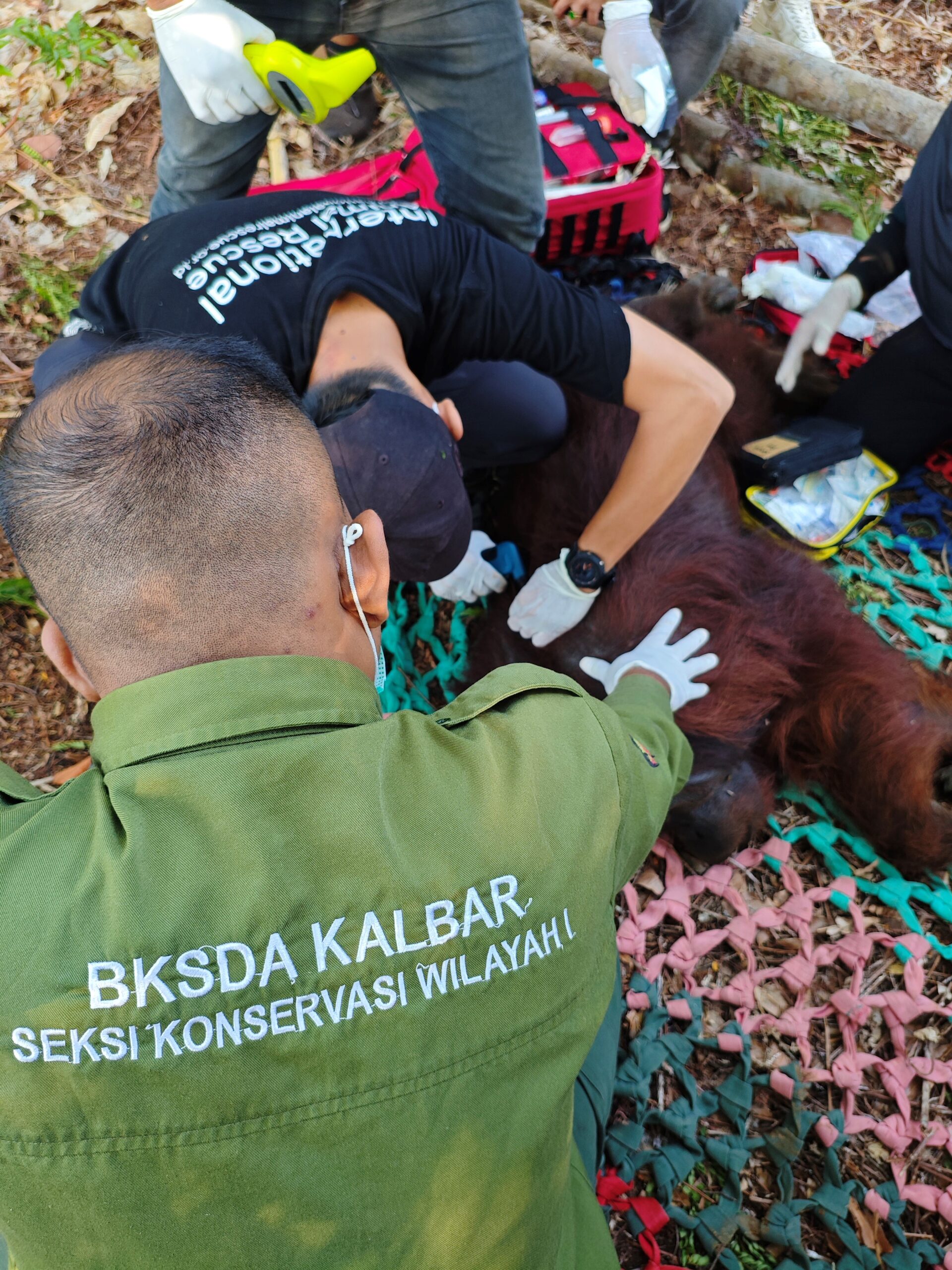 Karhutla Ketapang Ancam Habitat Satwa, Tim Gabungan Evakuasi Empat Orangutan