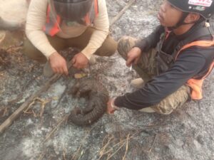 Karhutla di Ketapang Ancam Satwa Liar, Trenggiling Ditemukan Mati