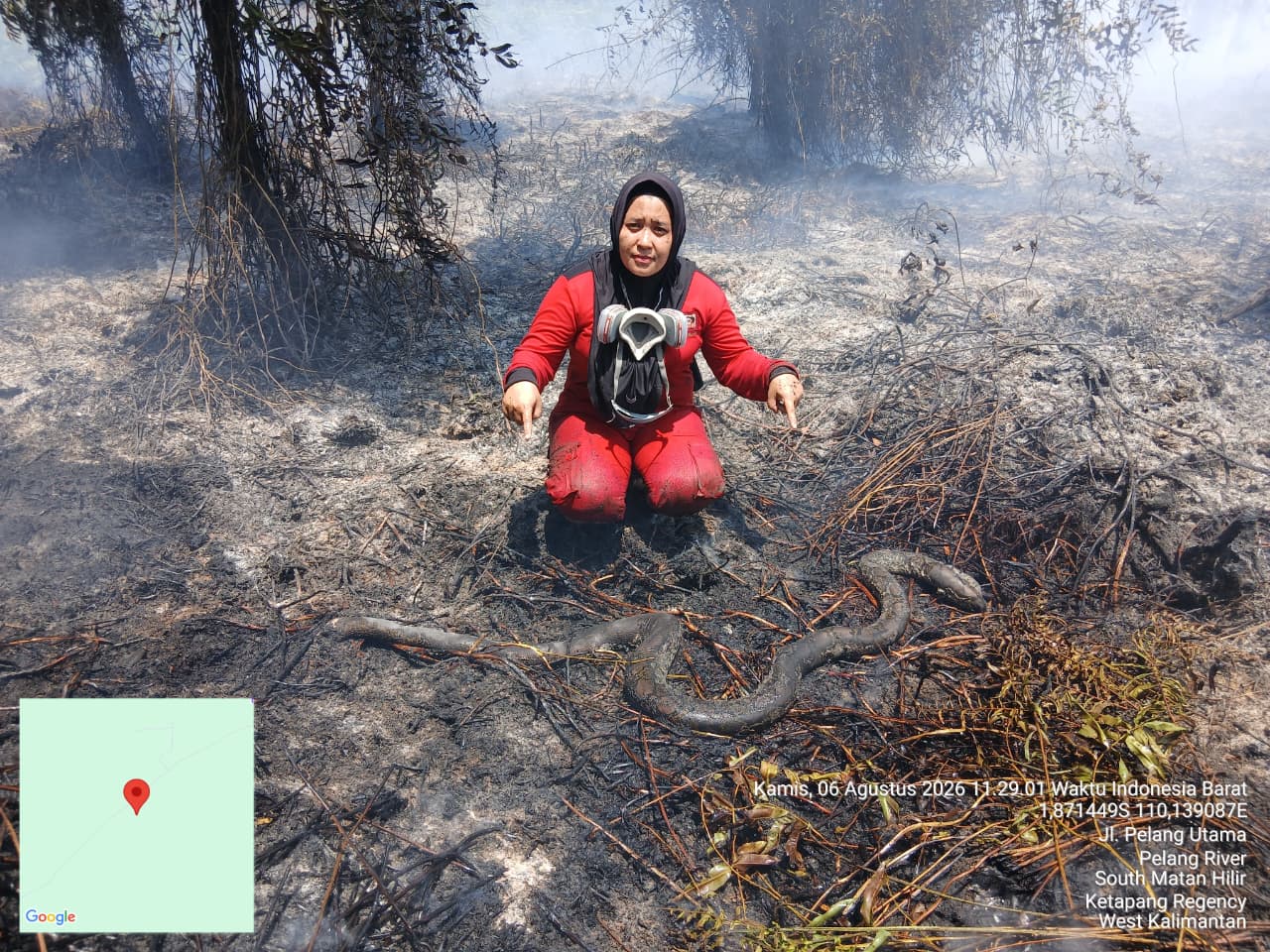 Karhutla di Ketapang Ancam Satwa Liar, Trenggiling Ditemukan Mati