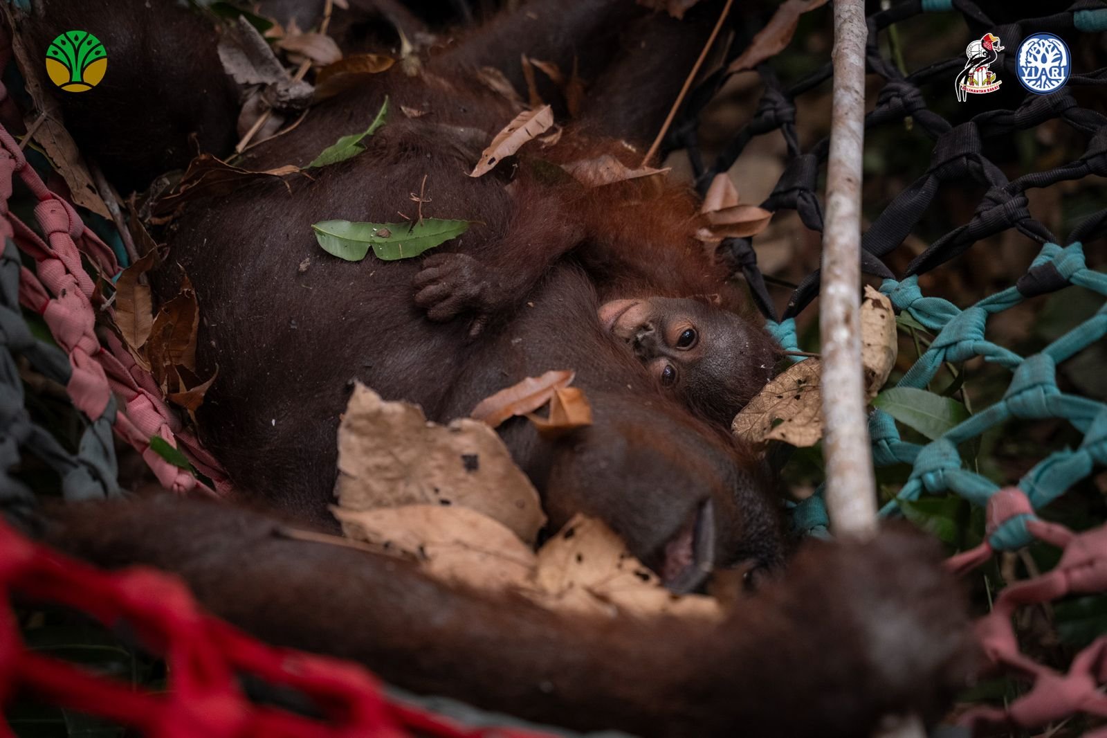 Karhutla Meluas di Ketapang, Induk dan Anak Orangutan Diselamatkan dari Sungai Awan Kiri