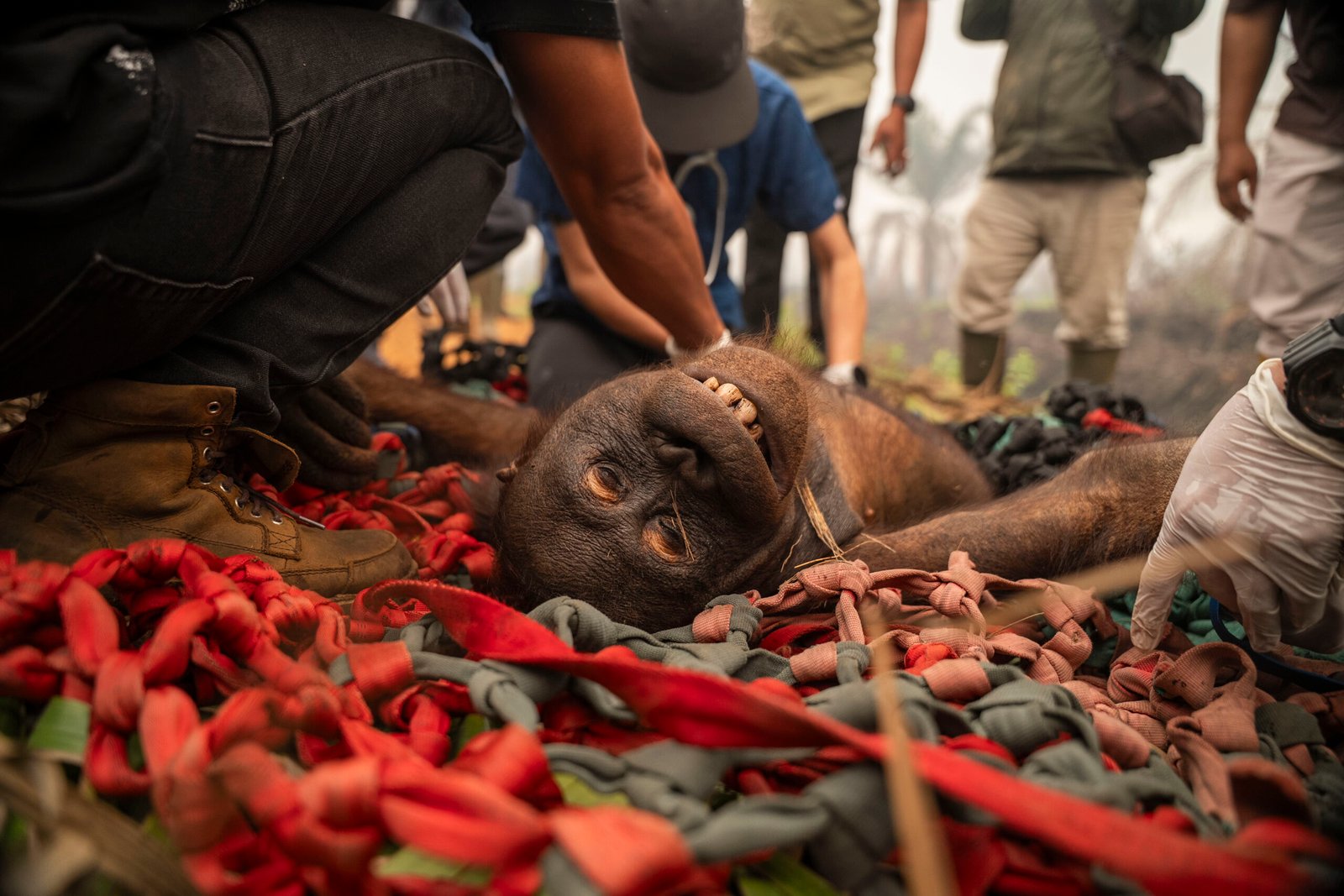 Menteri Kehutanan Translokasi 2 Orangutan di Ketapang, Total 5 Ekor