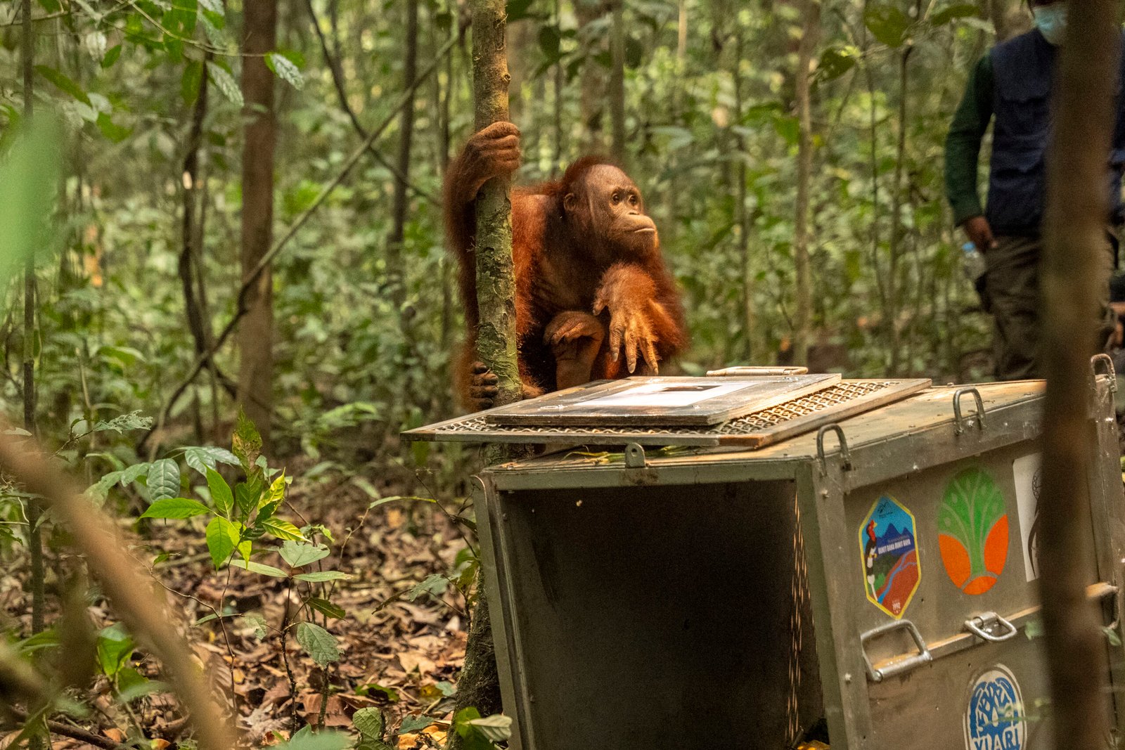 Orangutan Korban Karhutla Kalbar